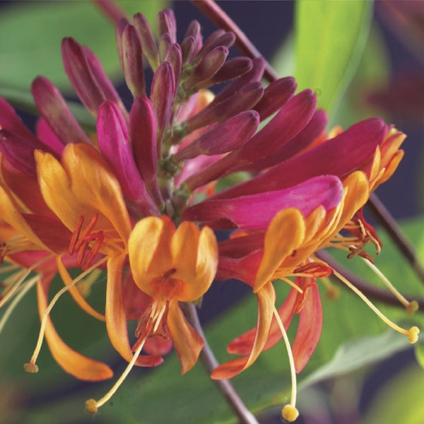 Entretien - Chèvrefeuille (Lonicera x heckrottii) : Guide pratique - La Green Touch