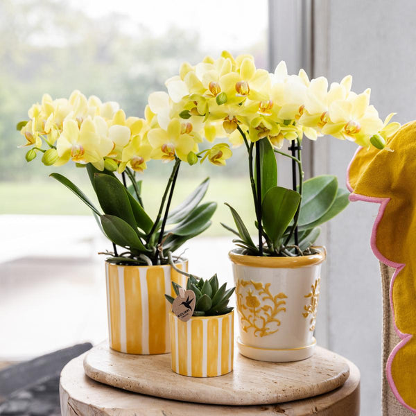 Entretien des plantes d’intérieur en été : chaleur, lumière et conseils pratiques - La Green Touch