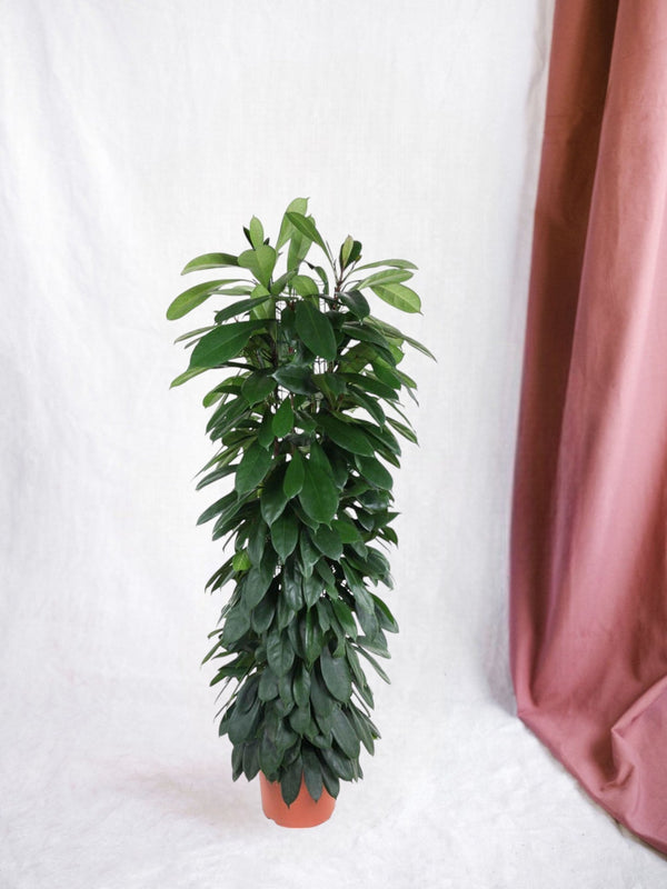 Entretien - Ficus Cyathistipula: Guide pratique - La Green Touch