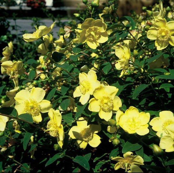 Entretien - Millepertuis (Hypericum) : Guide pratique - La Green Touch