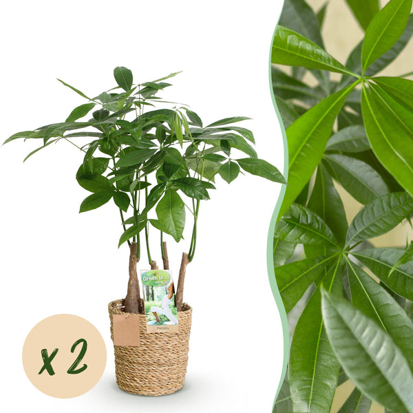Entretien - Pachira Aquatica Multitronc: Guide pratique - La Green Touch