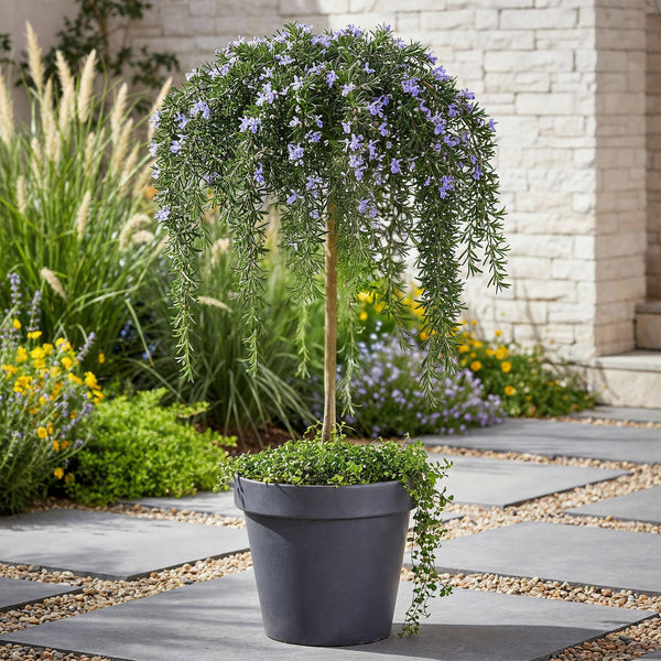 Entretien - Romarin (Salvia rosmarinus) : Guide pratique - La Green Touch