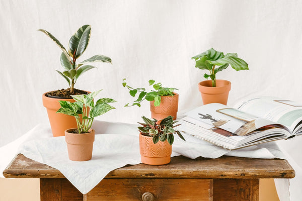 Nos 6 conseils pour entretenir vos baby ou mini plantes d'intérieur - La Green Touch - La Green Touch