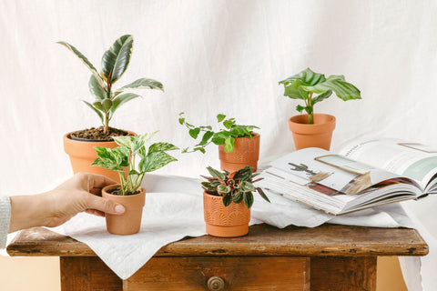 Baby plantes