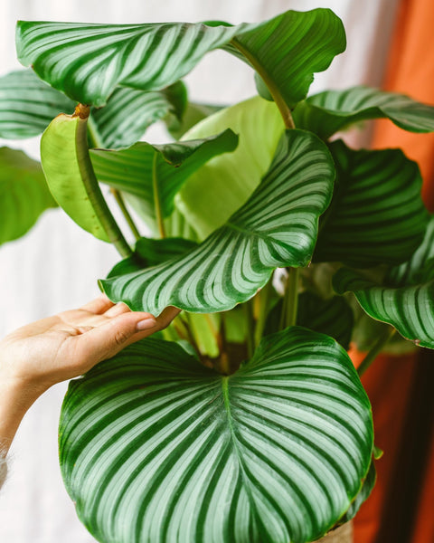 Plantes d'intérieur les plus populaires