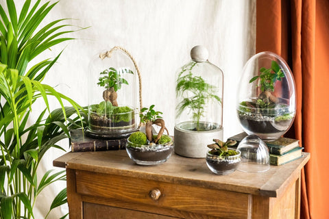 Terrariums végétaux