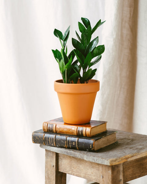 Zamioculcas
