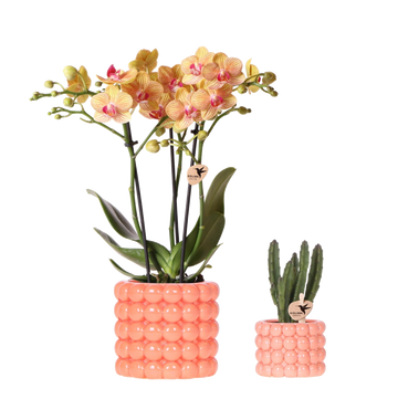 Kolibri Company | Växtnset Poppy oranje | Oranje Phalaenopsis Orchidee Jamaica i Succulent incl. keramieken sierpotten