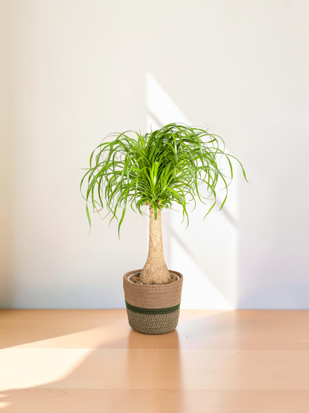 Beaucarnea Recurvata Stam met mand Ø21cm - ↕60 - 80cm