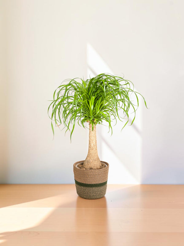 Beaucarnea Recurvata Stam met mand Ø21cm - ↕60 - 80cm