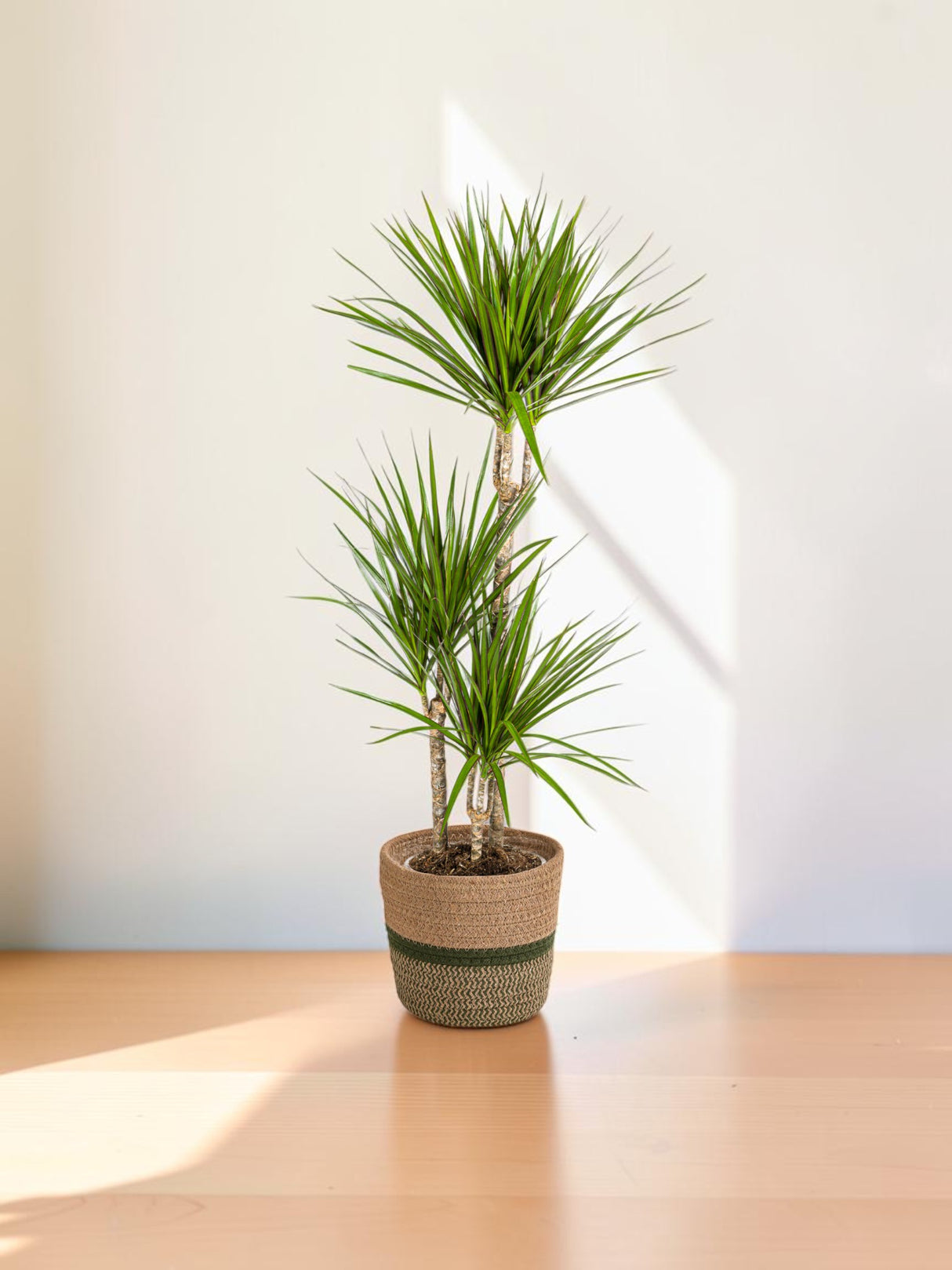 Dracaena Marginata Green met mand Ø21cm - ↕110 - 130cm
