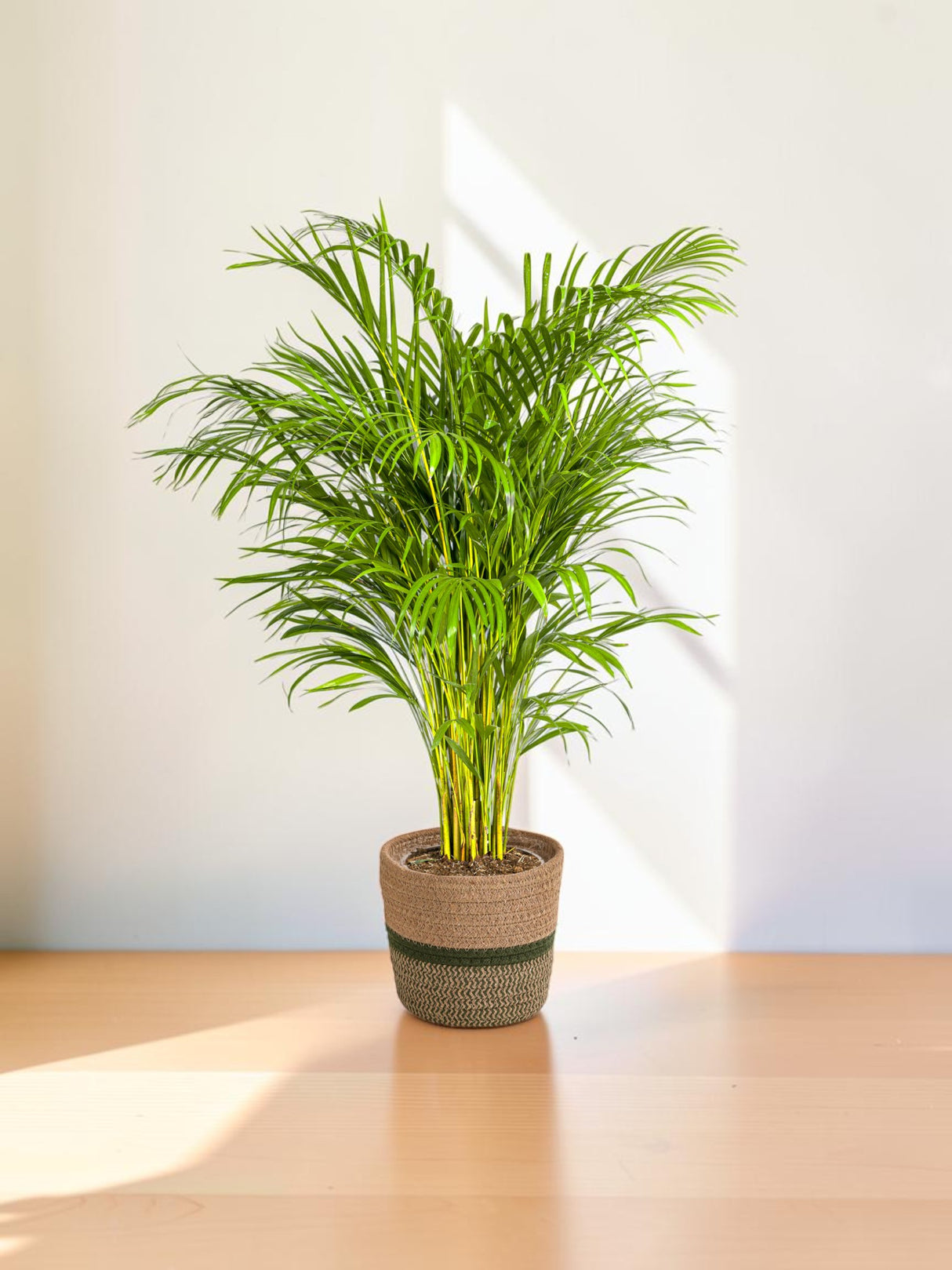 Dypsis Areca Lutescens met mand Ø24cm - ↕120 - 140cm