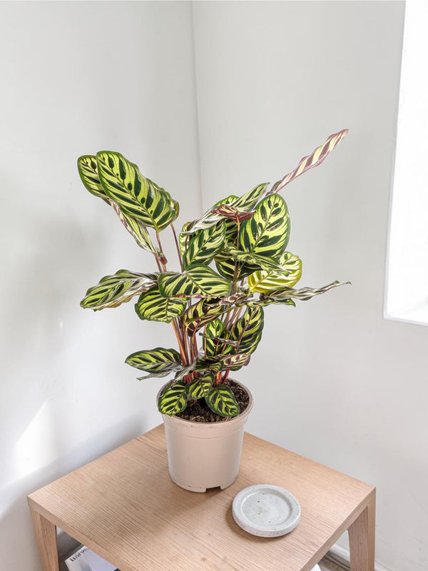 Calathea Makoyana Ø17cm - ↕40 - 50cm