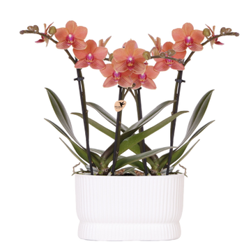 Kolibri Orchids | Orchideeënset Diabolo Twin White | twee oranje Bolzano orchideeën Ø9cm