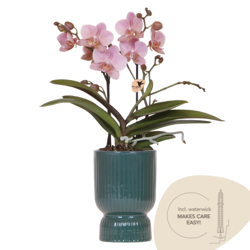 Orchidée Phalaenopsis vieux rose Mineral Treviso avec cache-pot Diabolo vert à réserve d'eau - H 45 cm, pot Ø9 cm