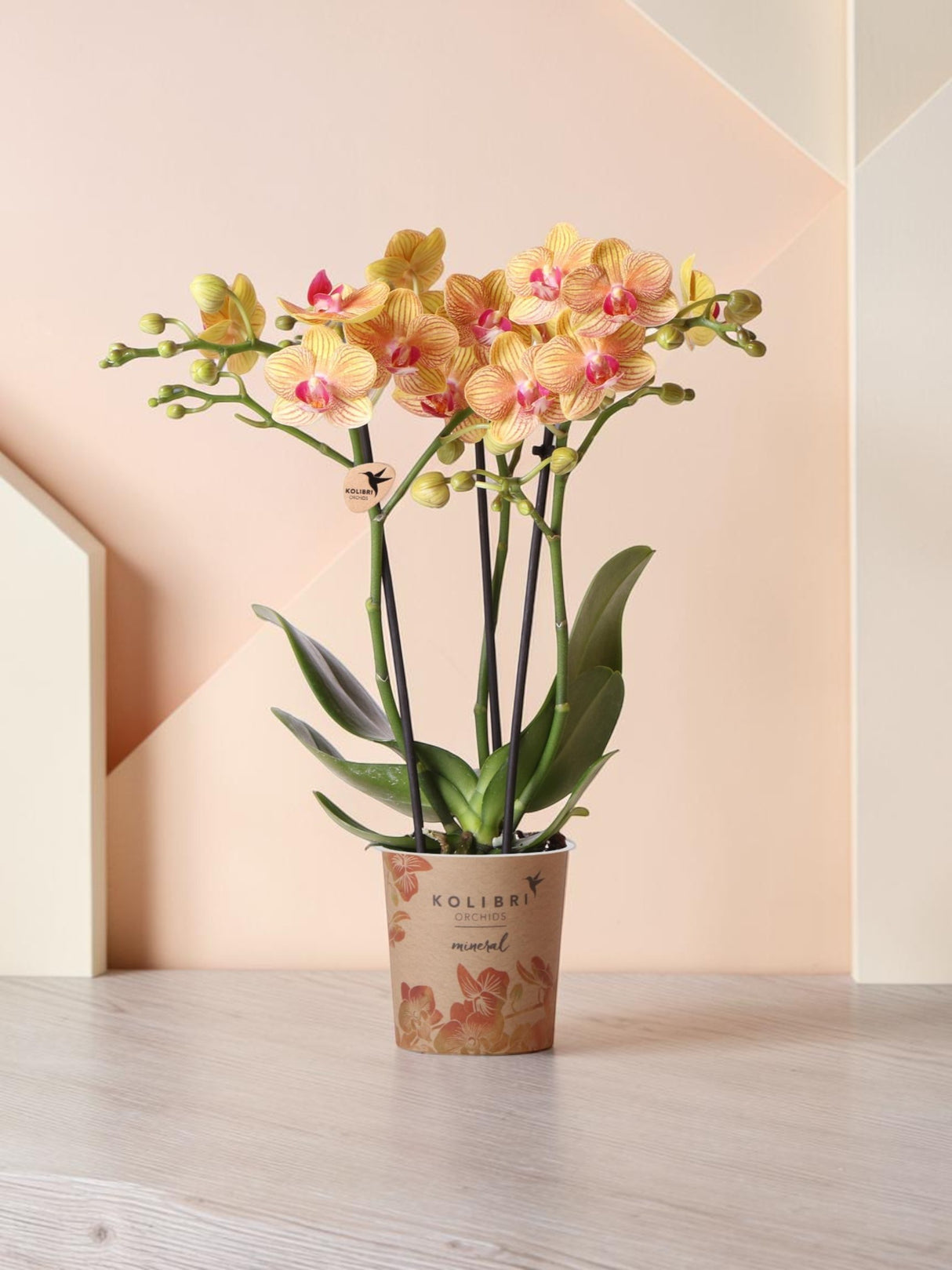 Orange orkidé och dess blomkruka - h35cm, Ø9cm