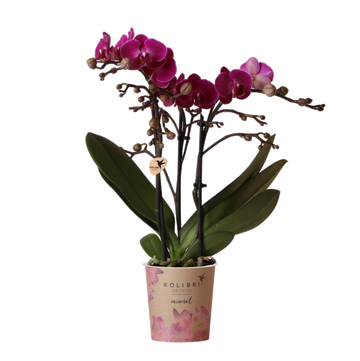 Lila orkidé och dess blomkruka - h35cm, Ø9cm