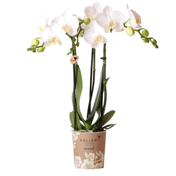 Vit orkidé och dess blomkruka - h35cm, Ø9cm