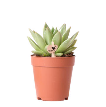 Echeveria Miranda h13cm - suckulent d'inomhus