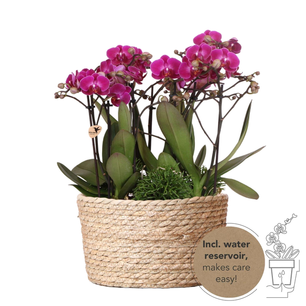 Livraison plante Set de 3 Orchidées violettes dans un panier en roseau avec réservoir d'eau