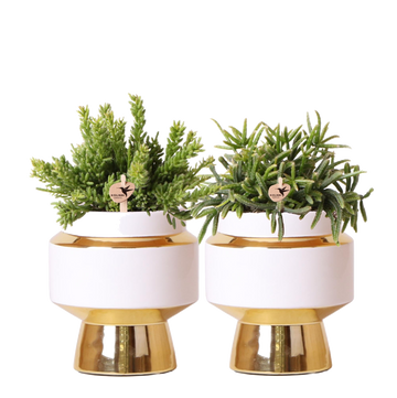 Duo Rhipsalis och deras gyllene växtkrukor