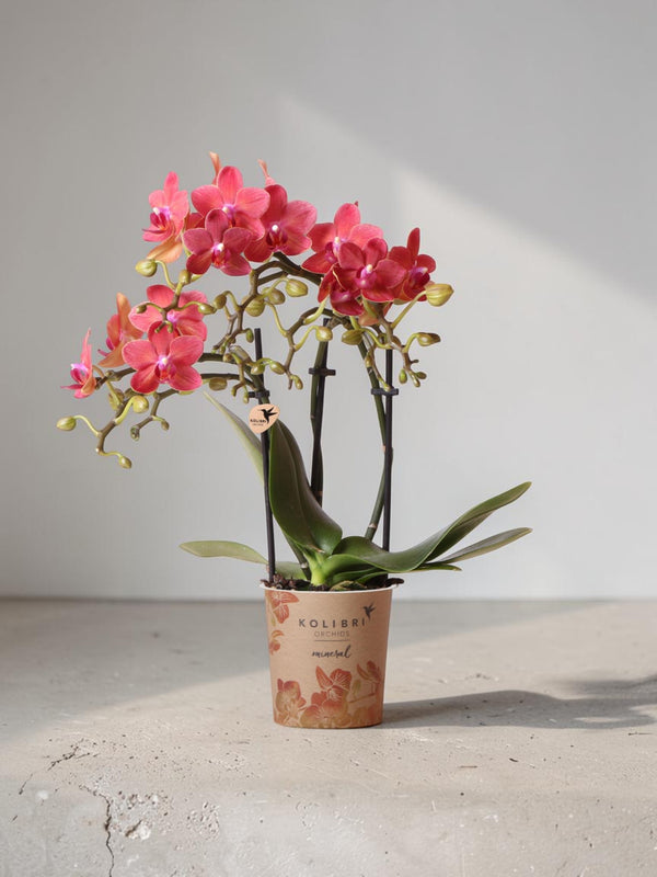 Röd Phalaenopsis orkidé - Kongo - blomstrande krukväxt