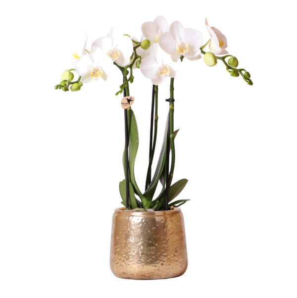 Livraison plante Phalaenopsis Amabilis en pot luxueux doré
