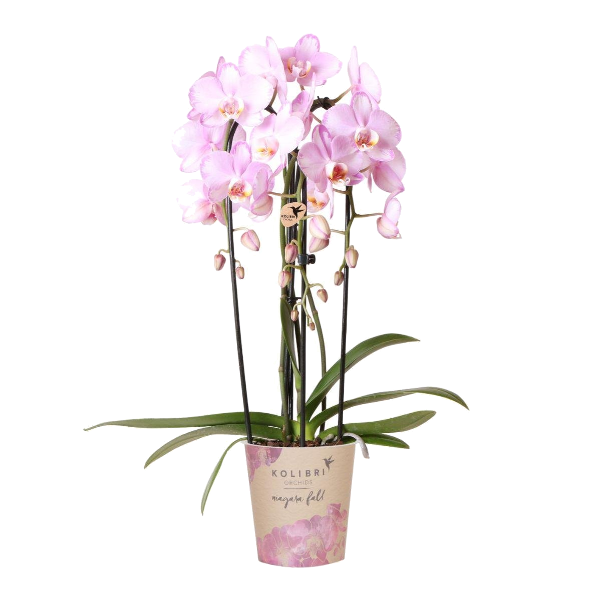 Livraison plante Orchidée rose Niagara Fall - Phalaenopsis en pot - Plante d'intérieur