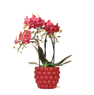 Phalaenopsis Kongo röd orkidé och dess kruka