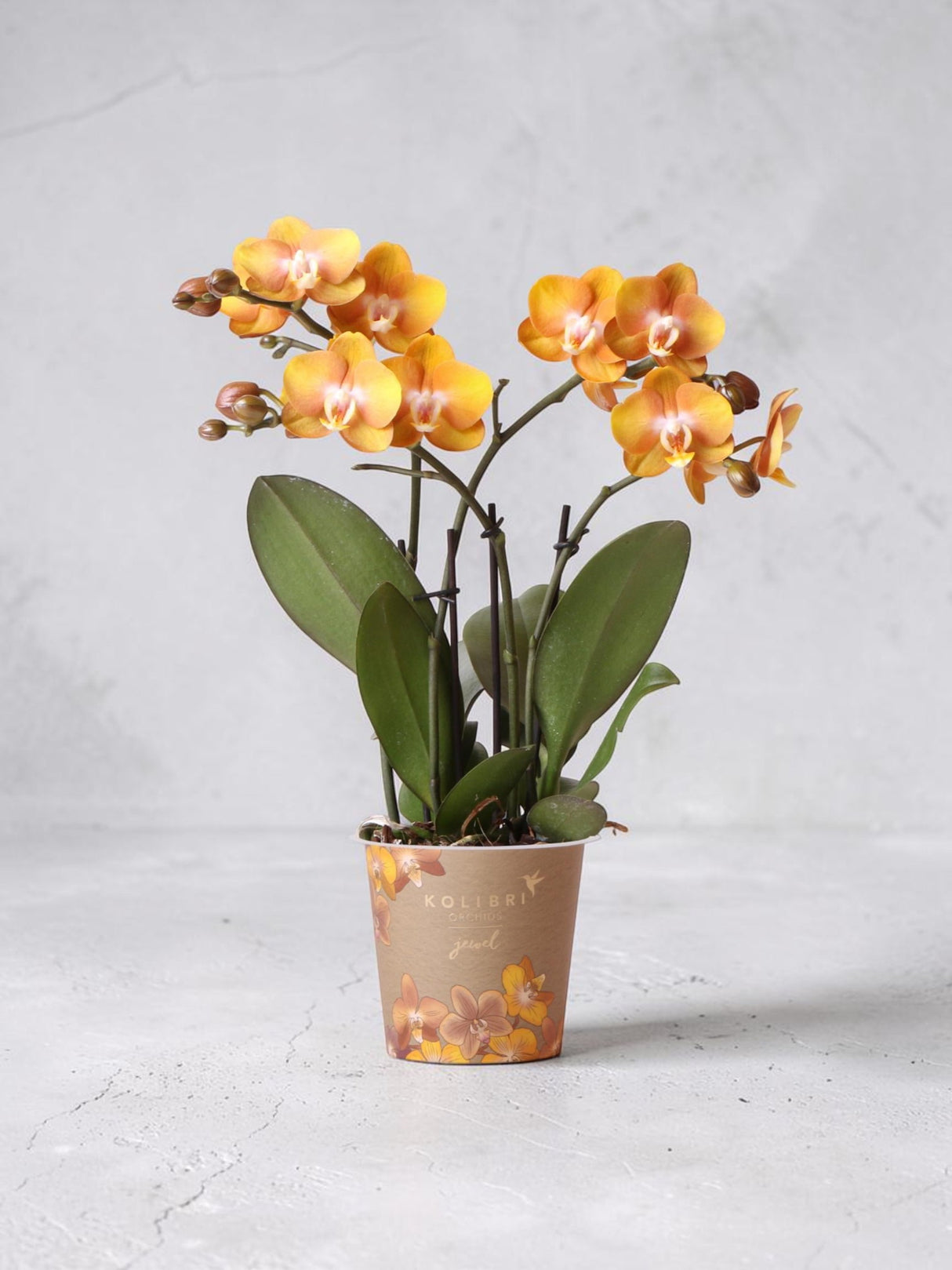 Orange Phalaenopsis Orchid - Jewel Las Vegas - Blommande växt