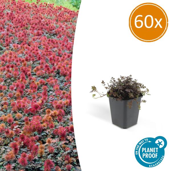 Acaena Microphylla (Acaena microphylla) 'Kupferteppich' - vue 16