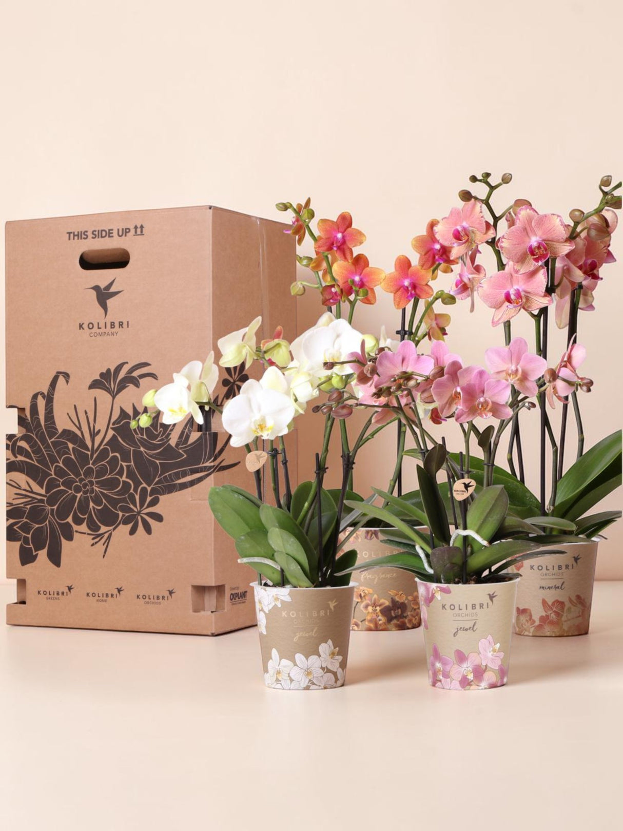 Orchid Surprise Box - 4 sorter
