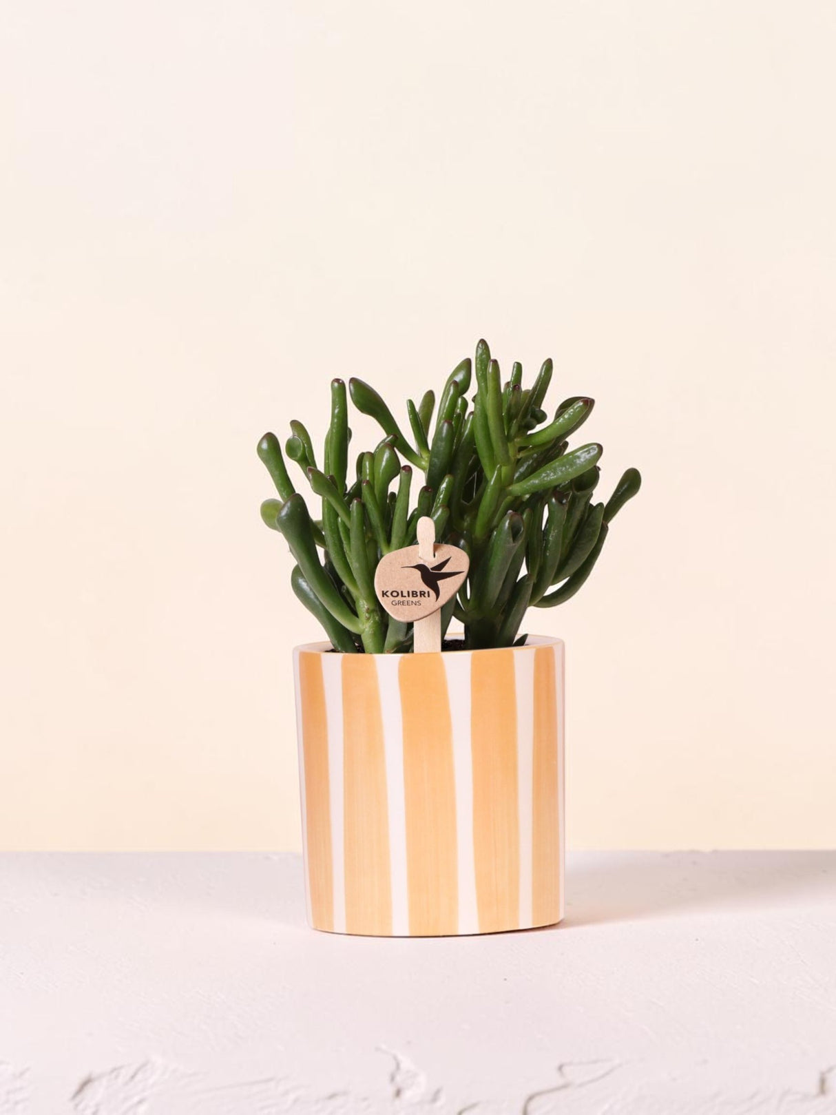 Suckulent Crassula Hobbit + kruka Målad Stripe orange