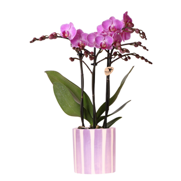 Lila phalaenopsis orkidé 'Vienna' + lila randig kruka