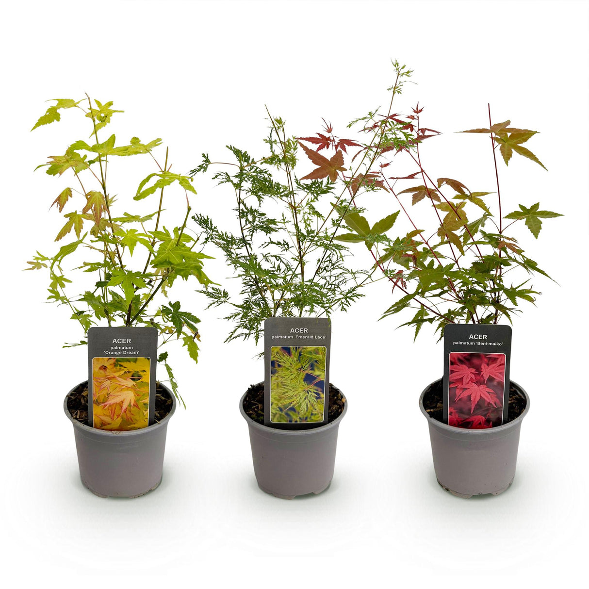 Livraison plante Acer palmatum Tricolour – Lot de 3 – Pot 12 cm
