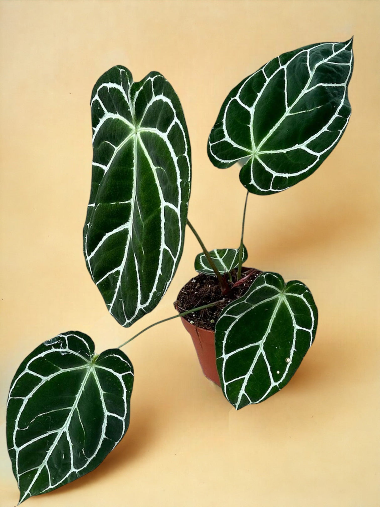 Livraison plante Anthurium Crystallinum