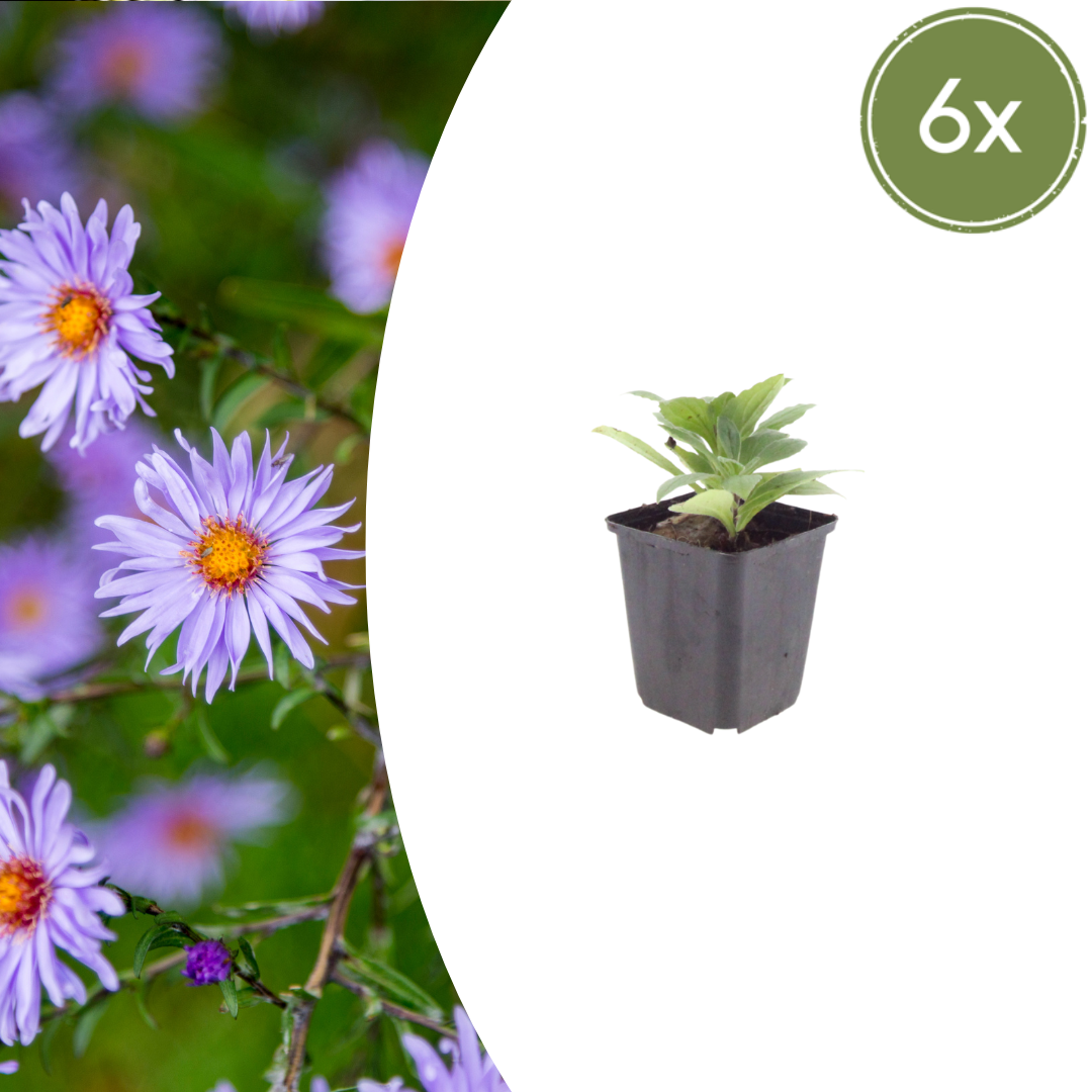 Livraison plante Aster frikarti