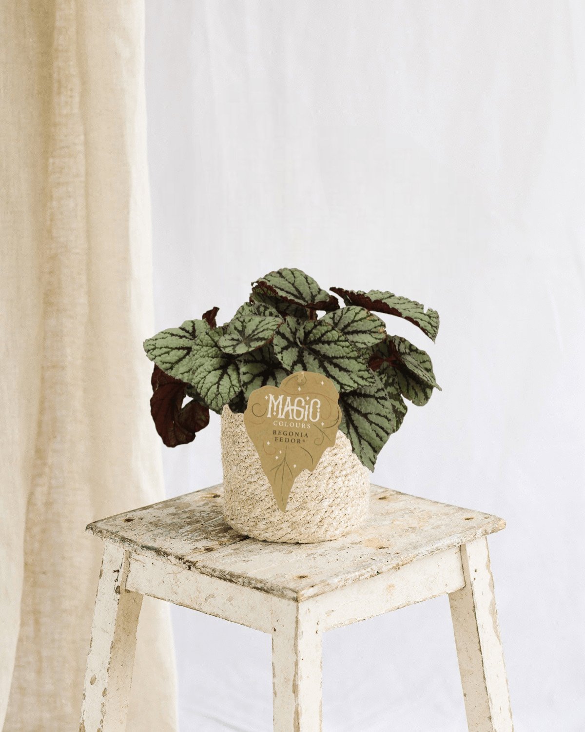 Livraison plante Begonia Rex Fedor