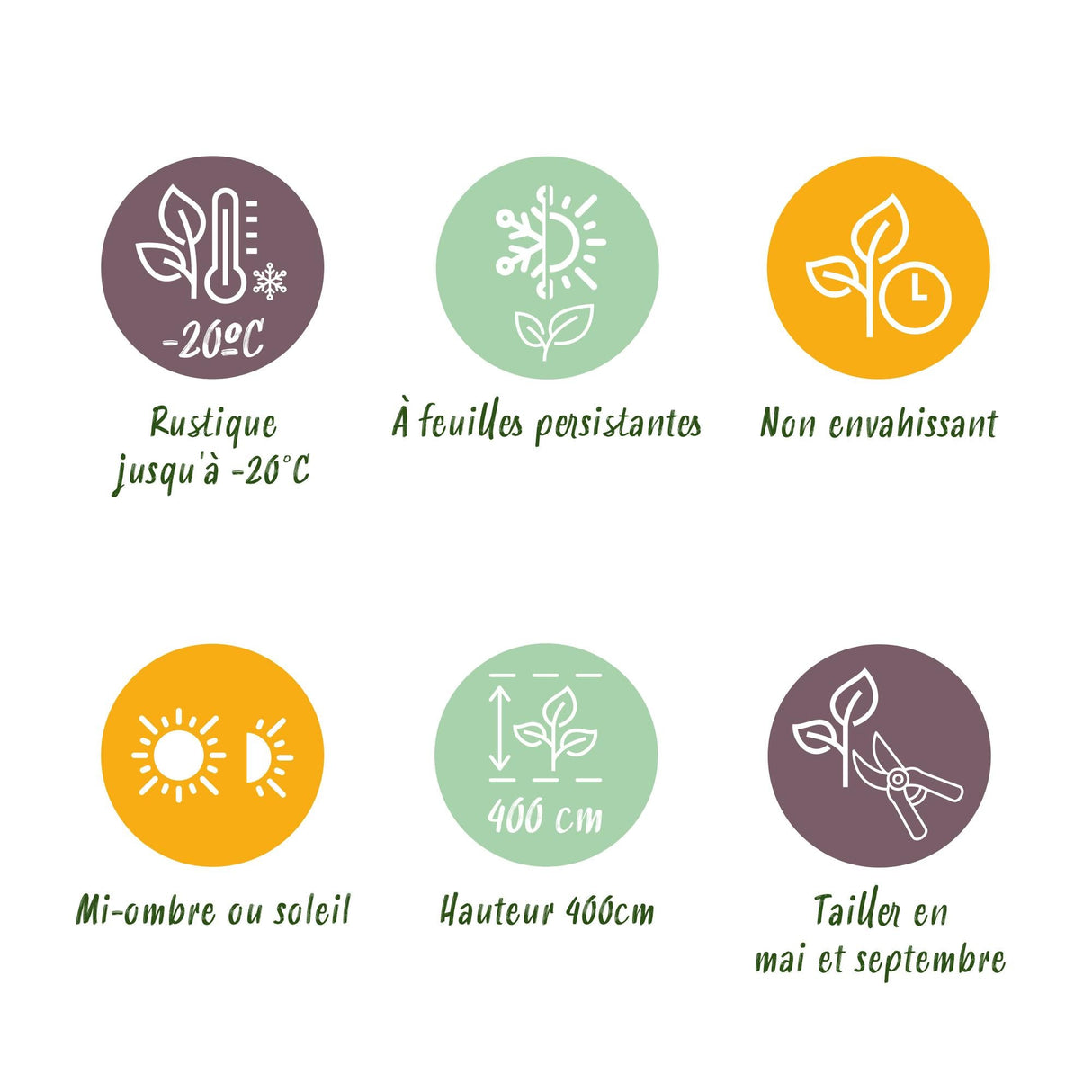 Livraison plante Buis sempervirens – Lot de 8 – Pot 9 cm – Hauteur 20 - 25 cm