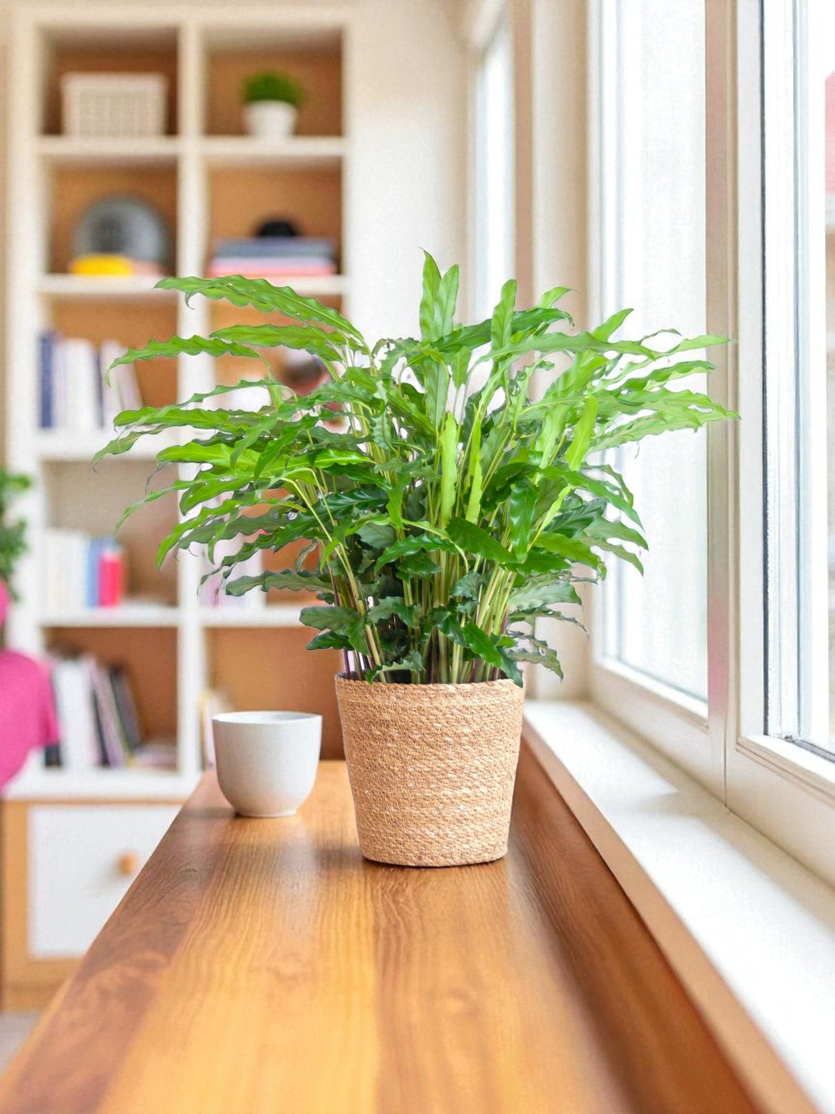 Livraison plante Calathea Rufibarba et son pot
