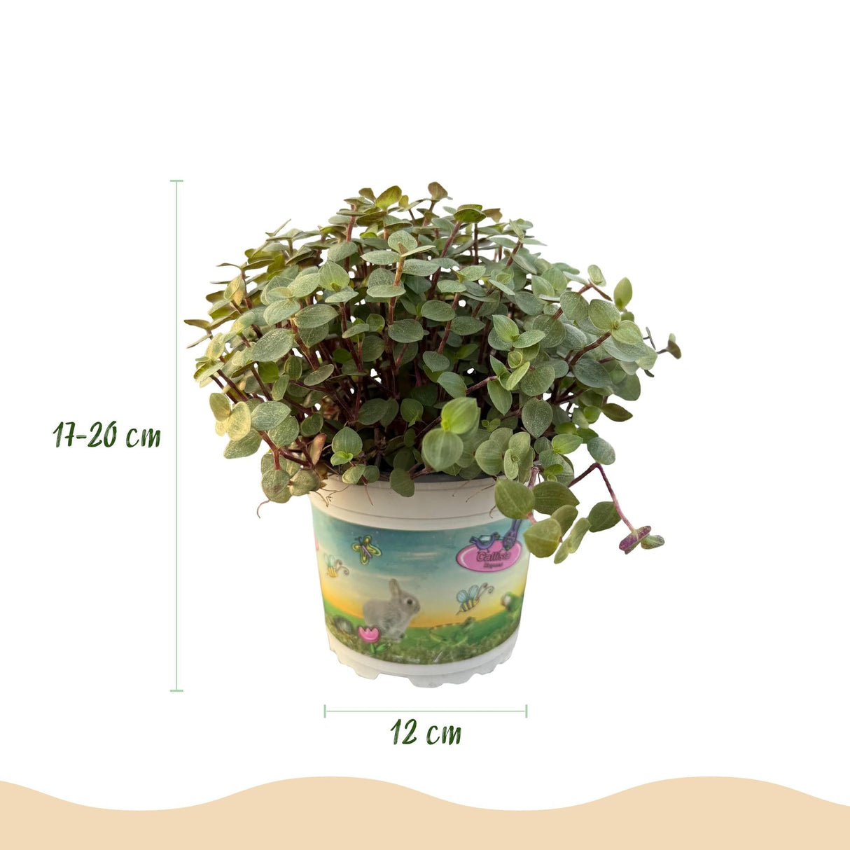 Livraison plante Calissia repens