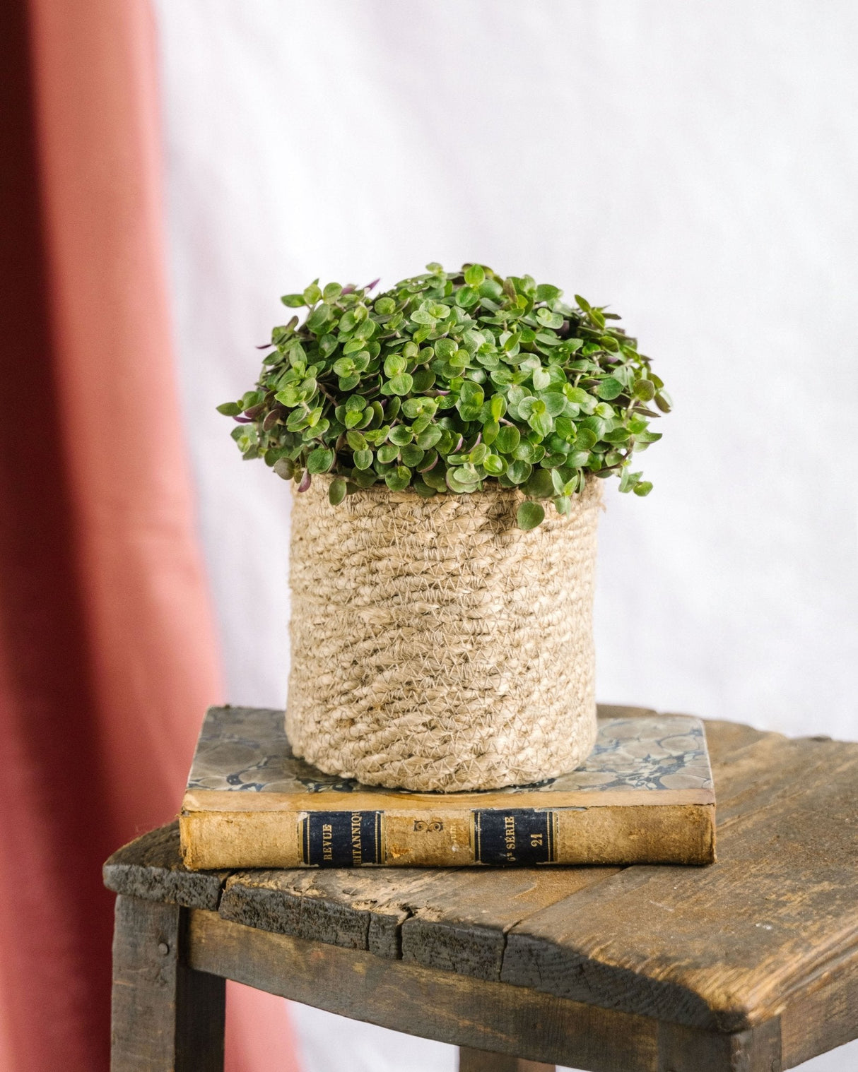 Livraison plante Callisia Turtle