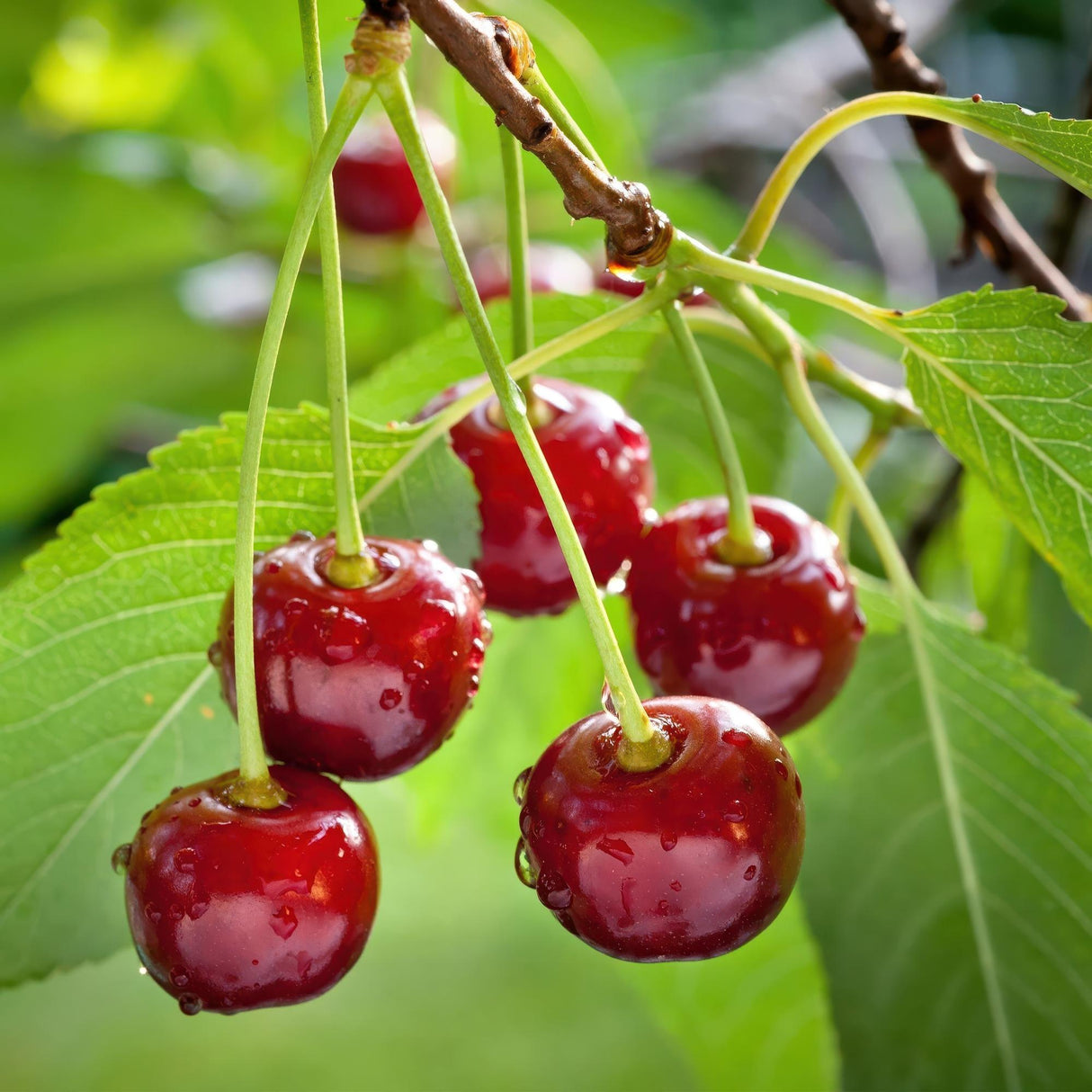 Livraison plante Cerisier Regina – Lot de 1 – Pot 21 cm – Hauteur 90 cm