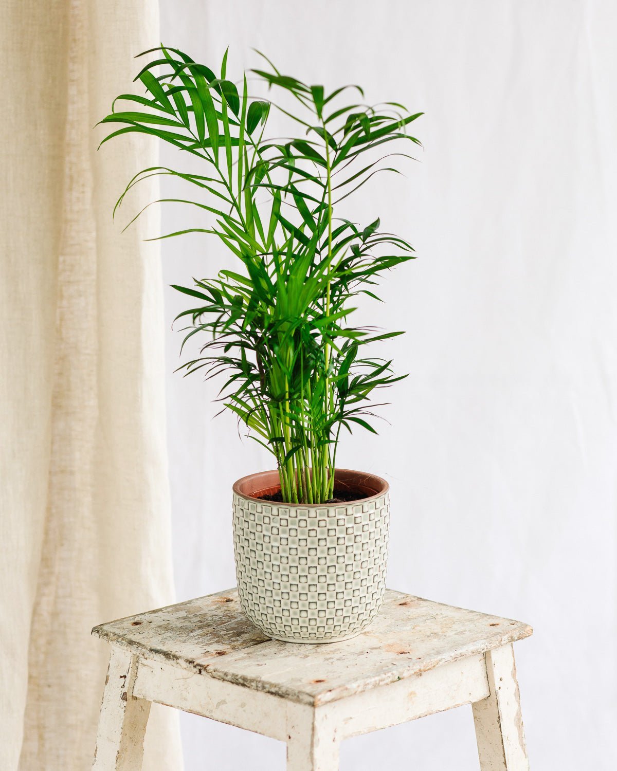 Livraison plante Chamaedorea Elegans