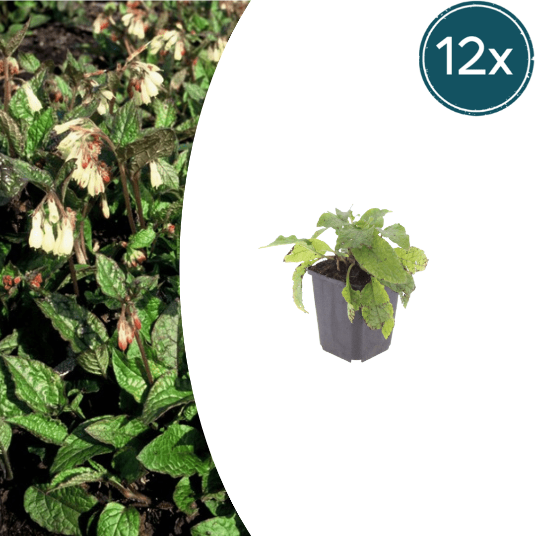 Livraison plante Consoude symphytum