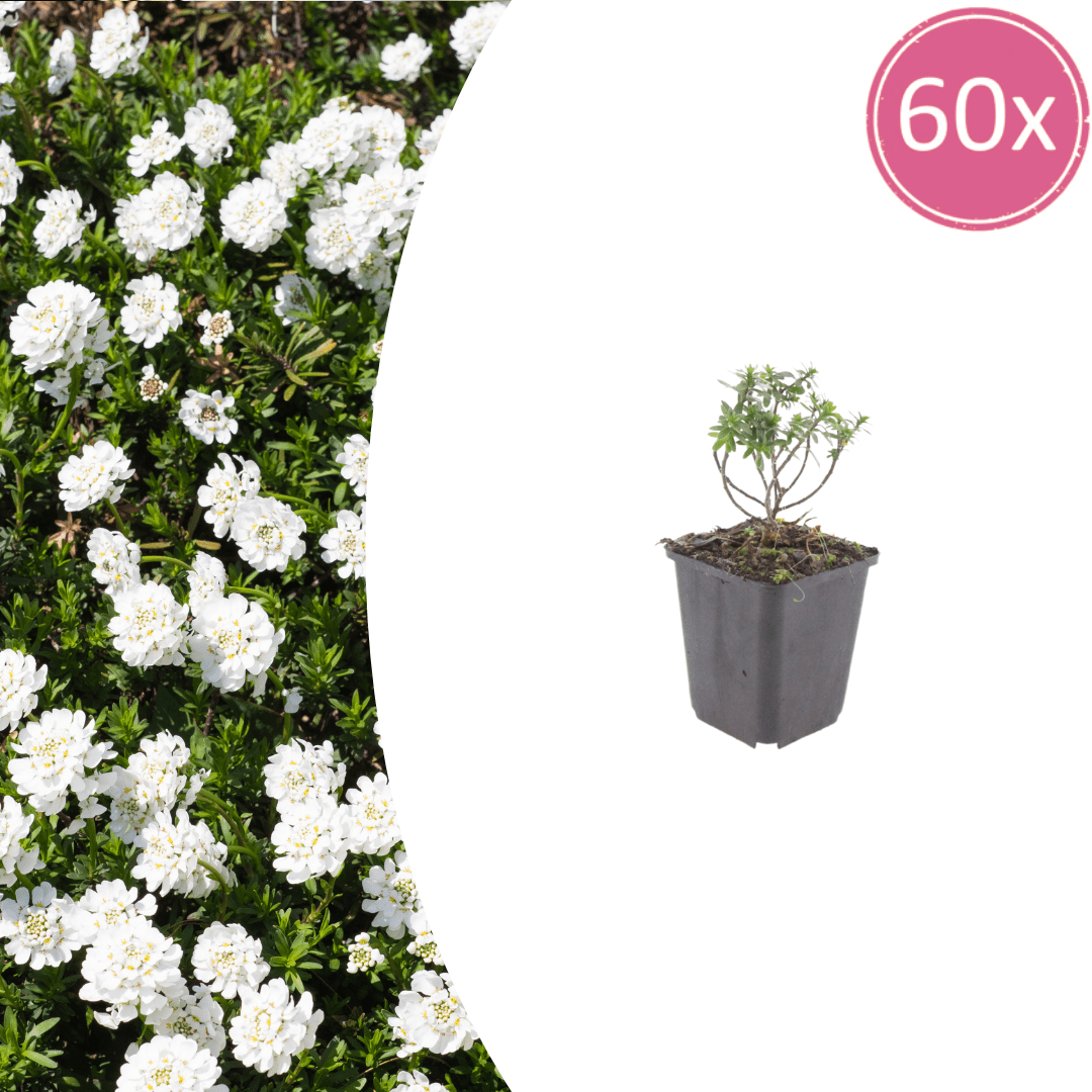 Livraison plante Corbeille d'argent