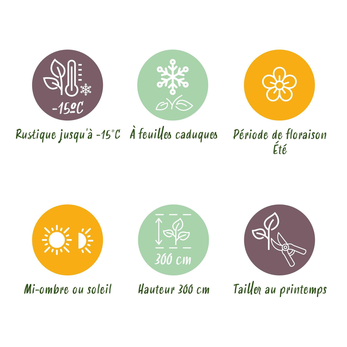 Livraison plante Cotinus coggyria Lilla – Lot de 1 – Pot 12 cm – Hauteur 35 cm