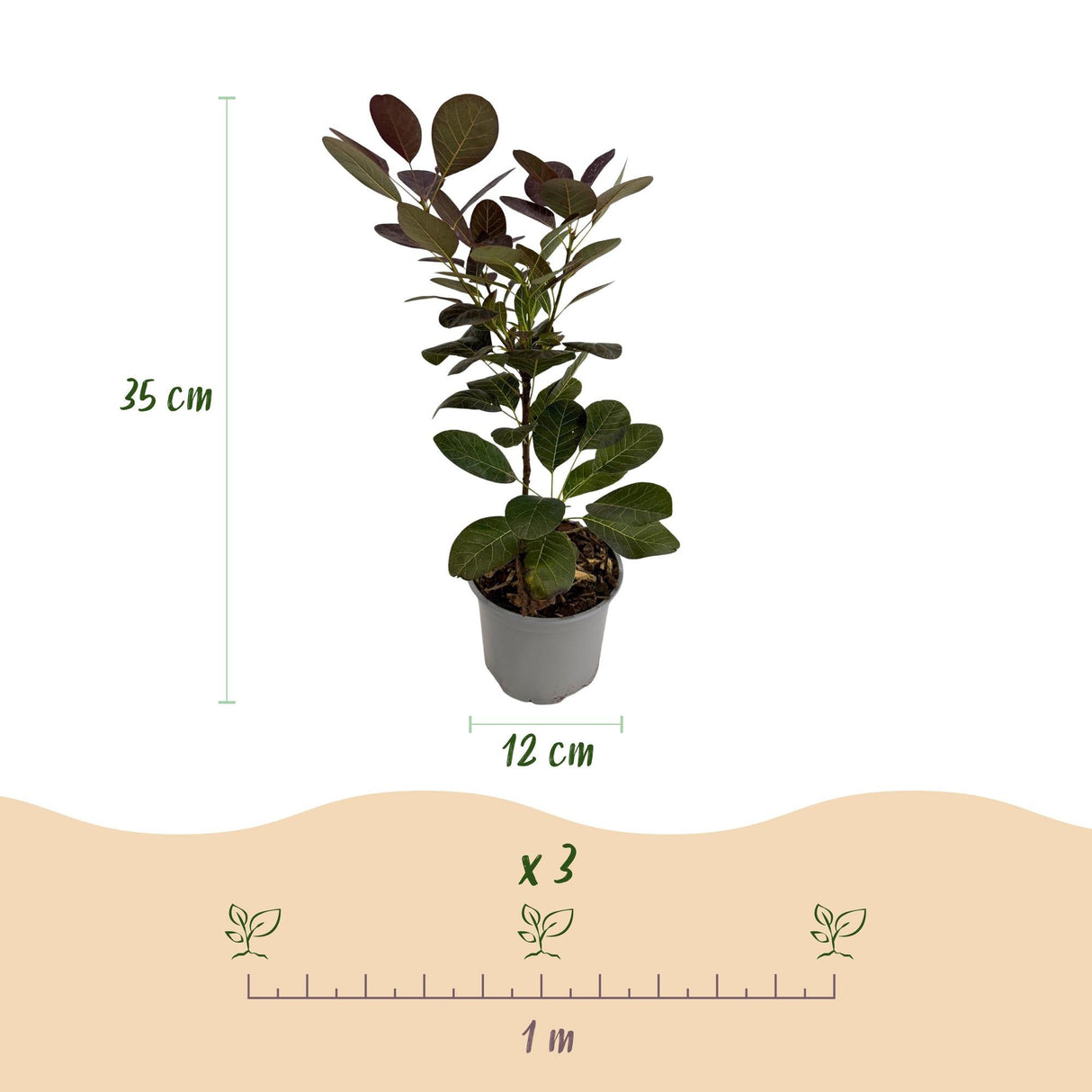 Livraison plante Cotinus coggyria – Lot de 3 – Pot 12 cm – Hauteur 35 cm