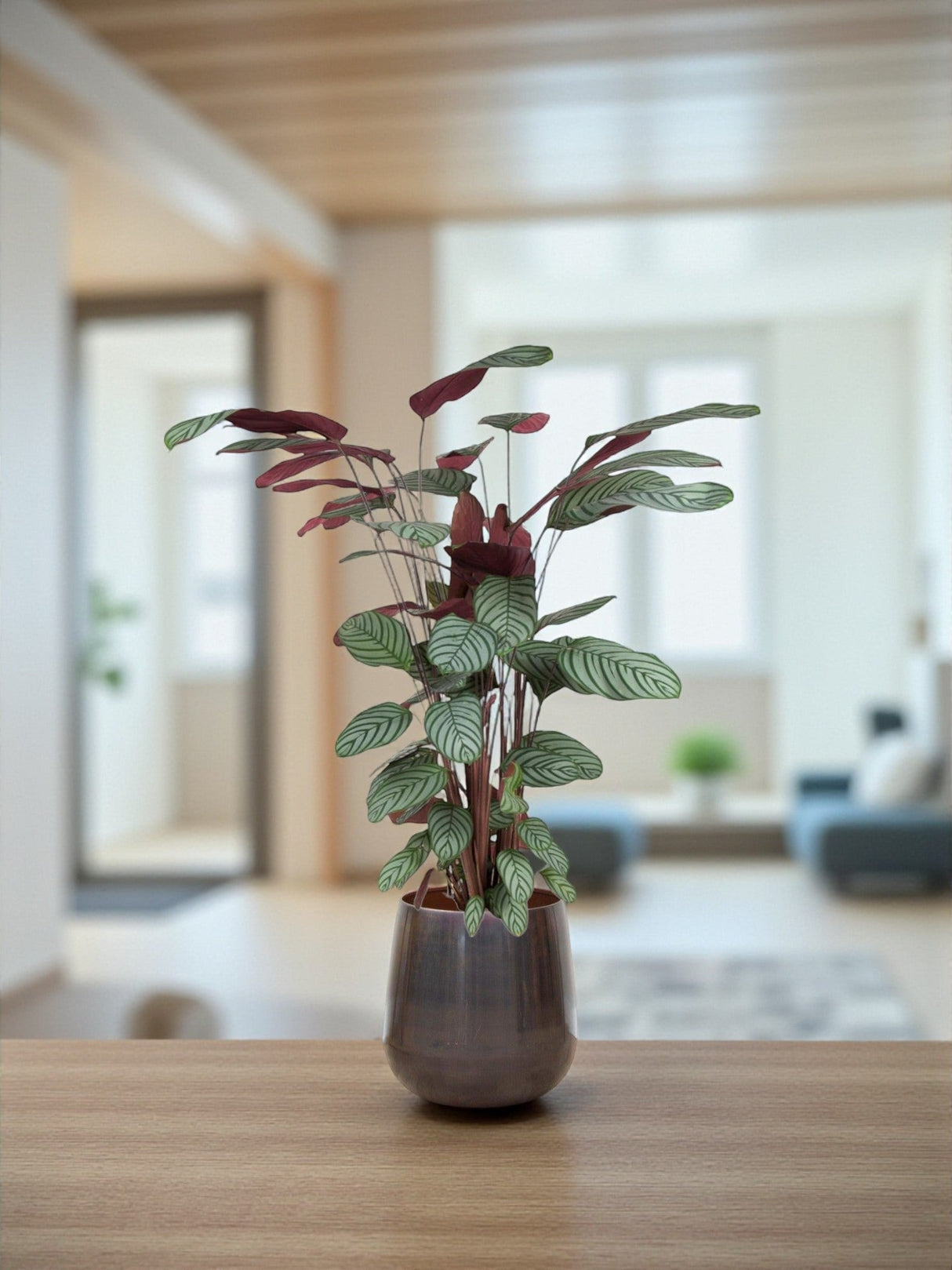 Livraison plante Ctenanthe Oppenheimiana