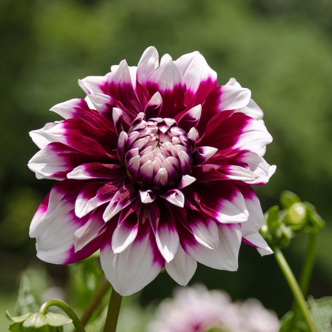 Livraison plante Dahlia Mistery Day grandes fleurs - coffret de 12 bulbes